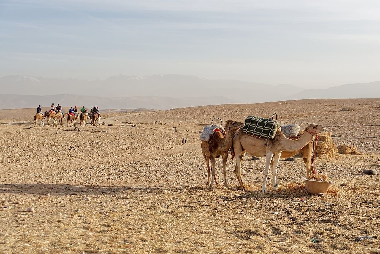 dromedaries on the Agafay plateau — the real setting for Scarabeo Camp wedding venue in Agafay, Marrakesh, 80 seated